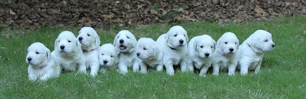 How to Choose Puppies For Sale UAE and Find a Healthy Companion